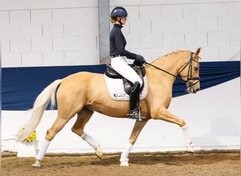 Deutsches Reitpony, Stute, 7 Jahre, 156 cm, Palomino