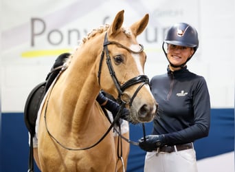 Deutsches Reitpony, Stute, 7 Jahre, 156 cm, Palomino