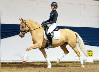 Deutsches Reitpony, Stute, 7 Jahre, 156 cm, Palomino