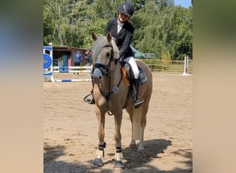 Deutsches Reitpony, Stute, 7 Jahre, 158 cm, Palomino