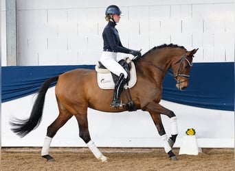 Deutsches Reitpony, Stute, 7 Jahre, Brauner