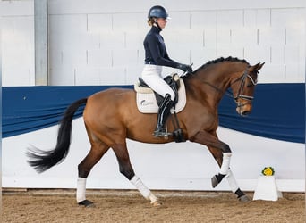 Deutsches Reitpony, Stute, 7 Jahre, Brauner