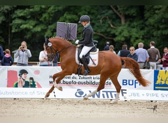 Deutsches Reitpony, Stute, 7 Jahre, Fuchs