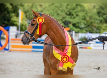 Deutsches Reitpony, Stute, 7 Jahre, Fuchs