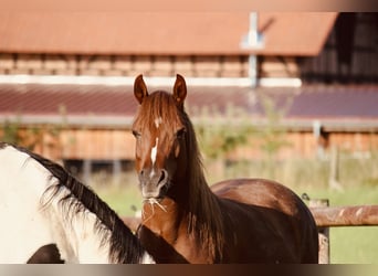 Deutsches Reitpony, Stute, 7 Jahre, Fuchs