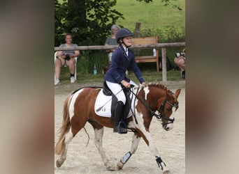 Deutsches Reitpony, Stute, 8 Jahre, 125 cm, Schecke