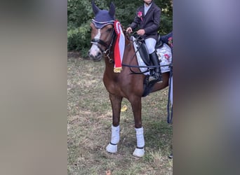 Deutsches Reitpony Mix, Stute, 8 Jahre, 132 cm, Fuchs