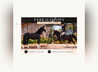 Deutsches Reitpony, Stute, 8 Jahre, 136 cm, Rappe