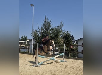 Deutsches Reitpony, Stute, 8 Jahre, 137 cm, Buckskin