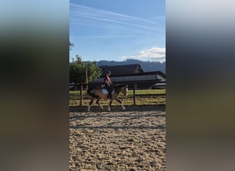 Deutsches Reitpony, Stute, 8 Jahre, 137 cm, Buckskin