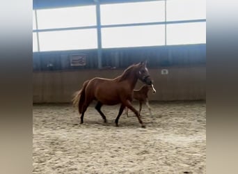 Deutsches Reitpony, Stute, 8 Jahre, 141 cm, Dunkelfuchs