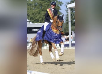 Deutsches Reitpony, Stute, 8 Jahre, 141 cm, Dunkelfuchs