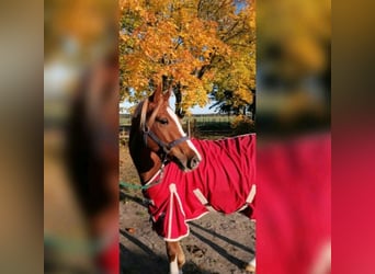 Deutsches Reitpony, Stute, 8 Jahre, 141 cm, Fuchs