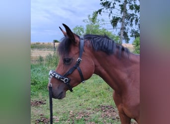 Deutsches Reitpony, Stute, 8 Jahre, 142 cm, Brauner