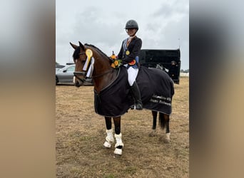 Deutsches Reitpony, Stute, 8 Jahre, 142 cm, Brauner
