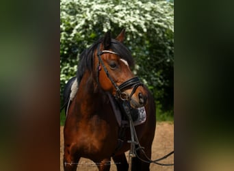 Deutsches Reitpony, Stute, 8 Jahre, 142 cm, Brauner