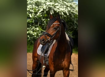 Deutsches Reitpony, Stute, 8 Jahre, 142 cm, Brauner