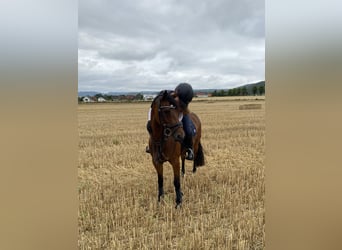 Deutsches Reitpony, Stute, 8 Jahre, 142 cm, Brauner