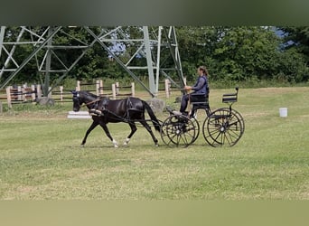 Deutsches Reitpony, Stute, 8 Jahre, 142 cm, Rappe