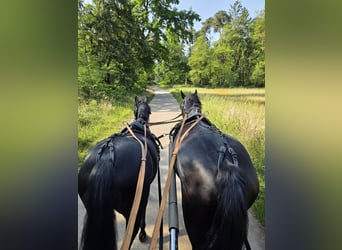 Deutsches Reitpony, Stute, 8 Jahre, 142 cm, Rappe