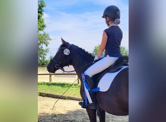 Deutsches Reitpony, Stute, 8 Jahre, 142 cm, Rappe