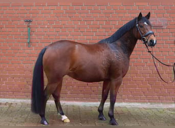Deutsches Reitpony, Stute, 8 Jahre, 143 cm, Brauner