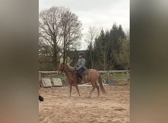 Deutsches Reitpony Mix, Stute, 8 Jahre, 143 cm, Fuchs