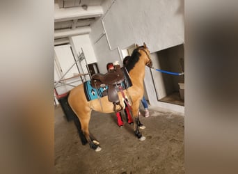 Deutsches Reitpony, Stute, 8 Jahre, 144 cm, Falbe