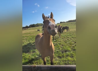 Deutsches Reitpony, Stute, 8 Jahre, 144 cm, Falbe