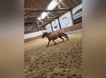 Deutsches Reitpony, Stute, 8 Jahre, 144 cm, Falbe