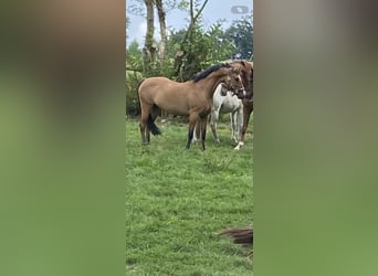 Deutsches Reitpony, Stute, 8 Jahre, 144 cm, Falbe