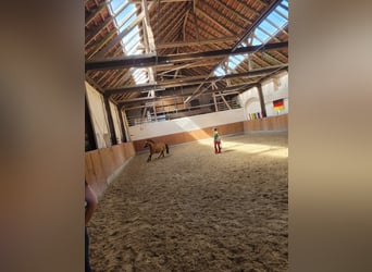 Deutsches Reitpony, Stute, 8 Jahre, 144 cm, Falbe