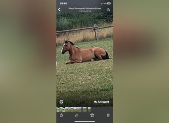 Deutsches Reitpony, Stute, 8 Jahre, 144 cm, Falbe