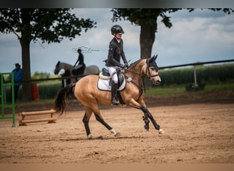 Deutsches Reitpony, Stute, 8 Jahre, 144 cm, Falbe