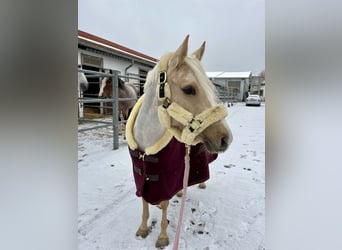 Deutsches Reitpony, Stute, 8 Jahre, 144 cm, Palomino