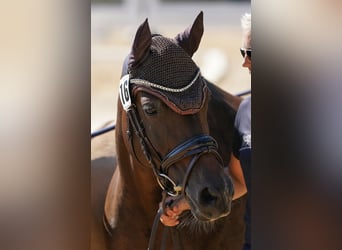 Deutsches Reitpony, Stute, 8 Jahre, 145 cm, Brauner