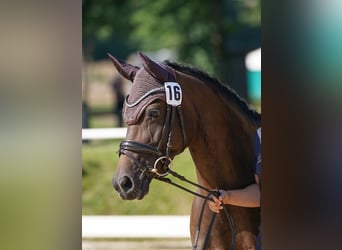 Deutsches Reitpony, Stute, 8 Jahre, 145 cm, Brauner