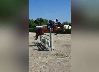 Deutsches Reitpony, Stute, 8 Jahre, 145 cm, Brauner