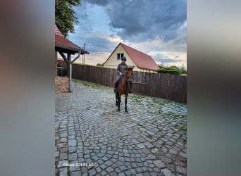 Deutsches Reitpony, Stute, 8 Jahre, 145 cm, Brauner