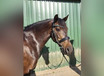 Deutsches Reitpony, Stute, 8 Jahre, 145 cm, Dunkelbrauner