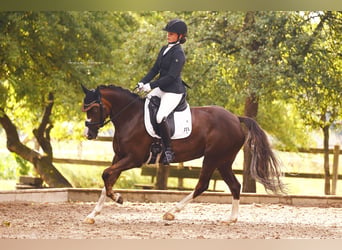 Deutsches Reitpony, Stute, 8 Jahre, 145 cm, Dunkelfuchs