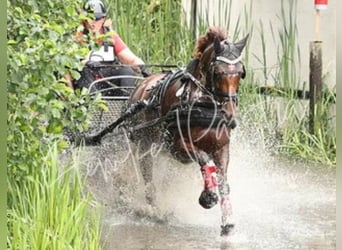 Deutsches Reitpony, Stute, 8 Jahre, 145 cm, Dunkelfuchs