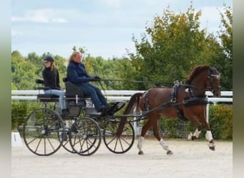 Deutsches Reitpony, Stute, 8 Jahre, 145 cm, Dunkelfuchs