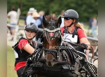 Deutsches Reitpony, Stute, 8 Jahre, 145 cm, Dunkelfuchs