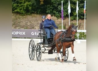 Deutsches Reitpony, Stute, 8 Jahre, 145 cm, Dunkelfuchs