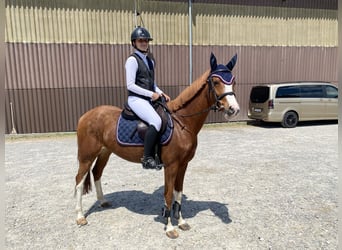 Deutsches Reitpony, Stute, 8 Jahre, 145 cm, Fuchs
