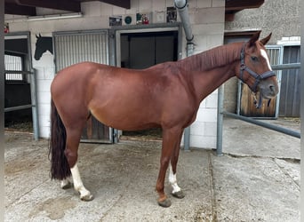 Deutsches Reitpony, Stute, 8 Jahre, 145 cm, Fuchs