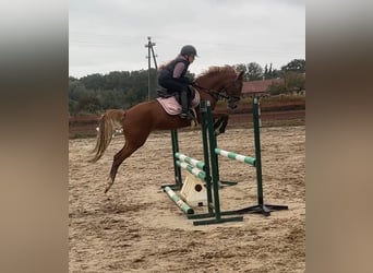 Deutsches Reitpony, Stute, 8 Jahre, 145 cm, Fuchs