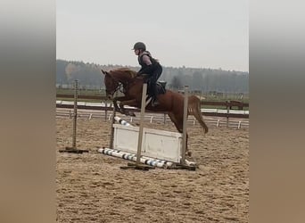 Deutsches Reitpony, Stute, 8 Jahre, 145 cm, Fuchs