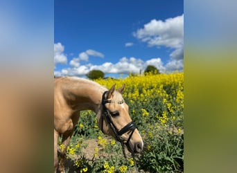 Deutsches Reitpony, Stute, 8 Jahre, 145 cm, Palomino
